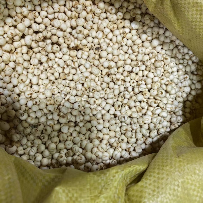 贝母平贝批发厂家直发对接电商质量保证