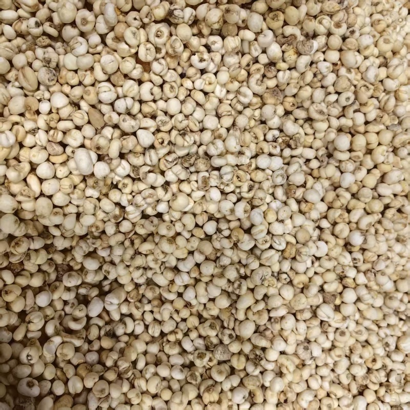 贝母平贝批发厂家直发对接电商质量保证