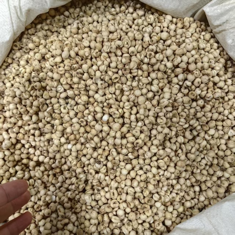 贝母平贝批发厂家直发对接电商质量保证