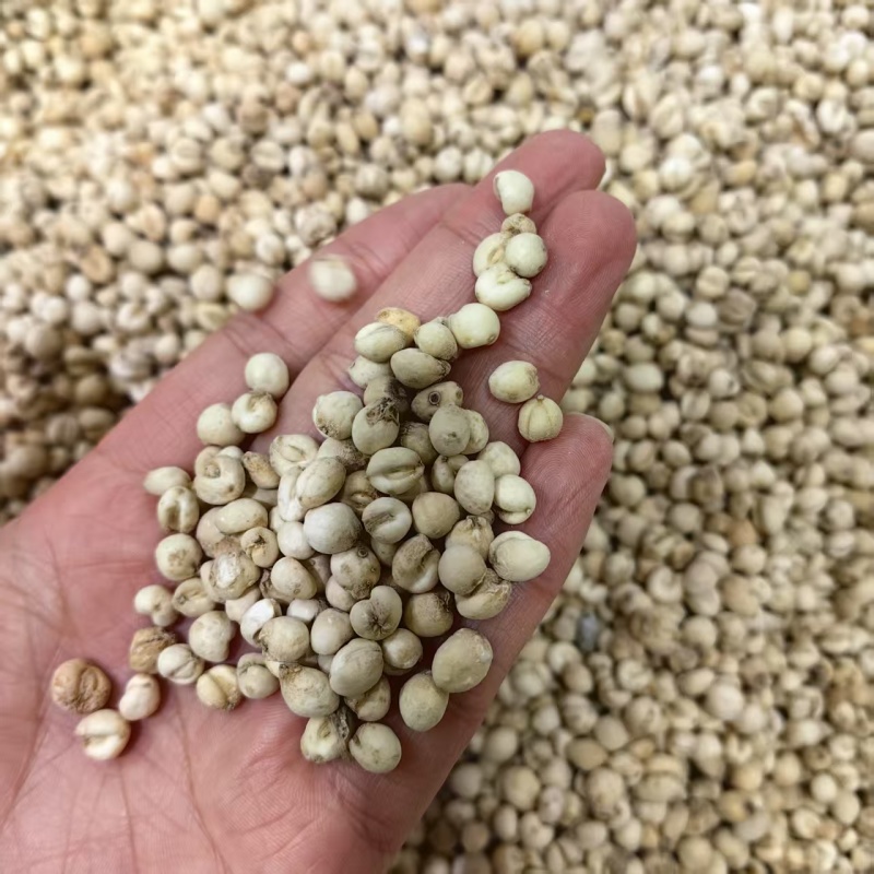 贝母平贝批发厂家直发对接电商质量保证