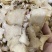 白芨批发优质白芨规格齐全可供实体店量大价优