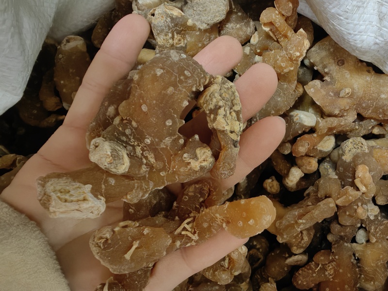 鸡头黄精姜型黄精批发各种黄精规格齐全量大价优