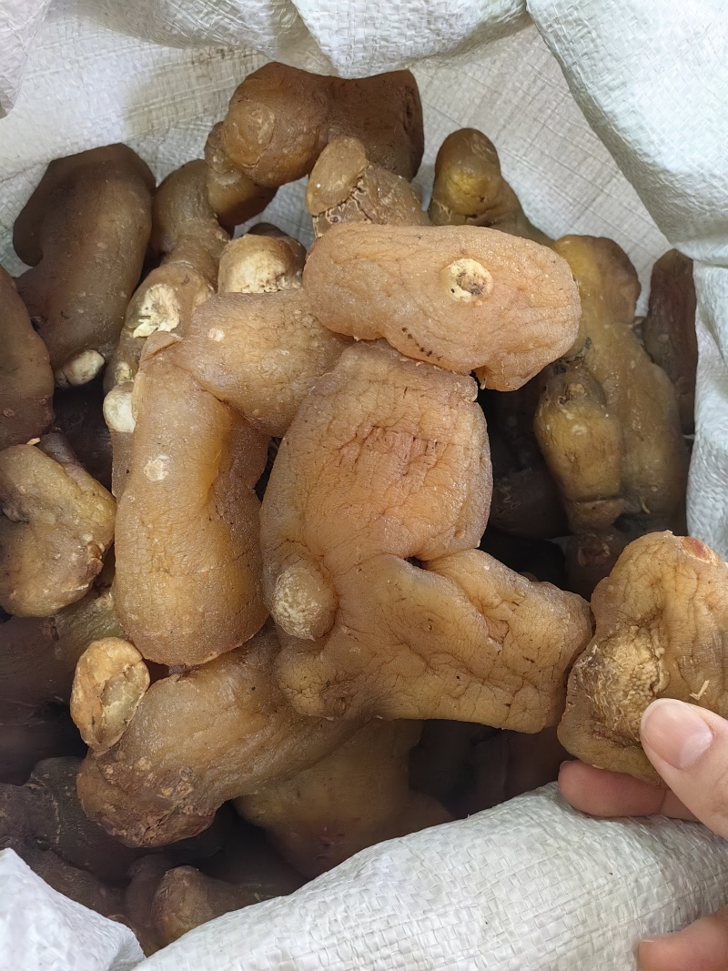 鸡头黄精姜型黄精批发各种黄精规格齐全量大价优