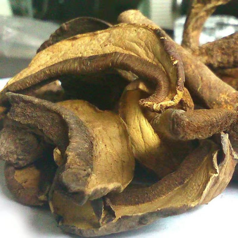 黑牛肝菌云南黑牛杆菌牛肝菌干片