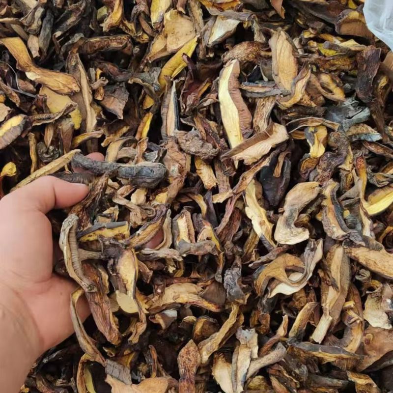 黑牛肝菌云南黑牛杆菌牛肝菌干片