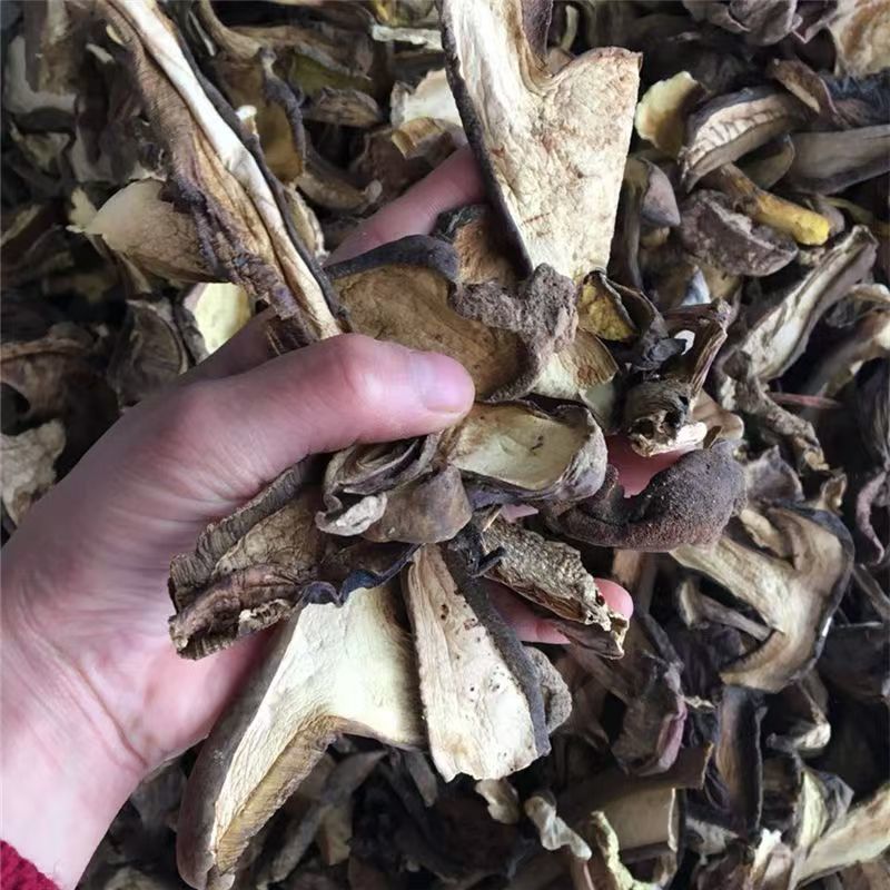 黑牛肝菌云南黑牛杆菌牛肝菌干片