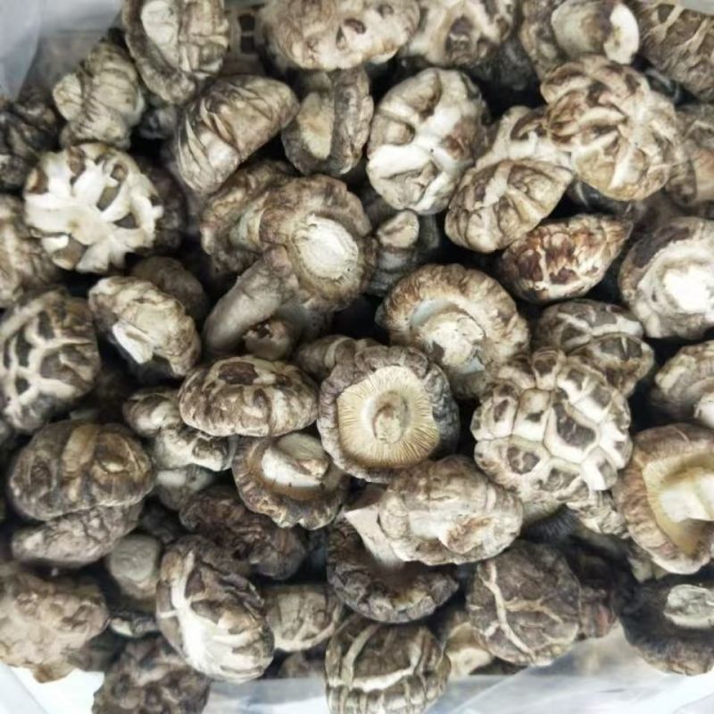 花菇椴木小花菇小花菇云南椴木小花菇批发