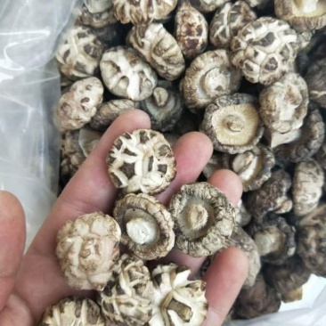 花菇椴木小花菇小花菇云南椴木小花菇批发