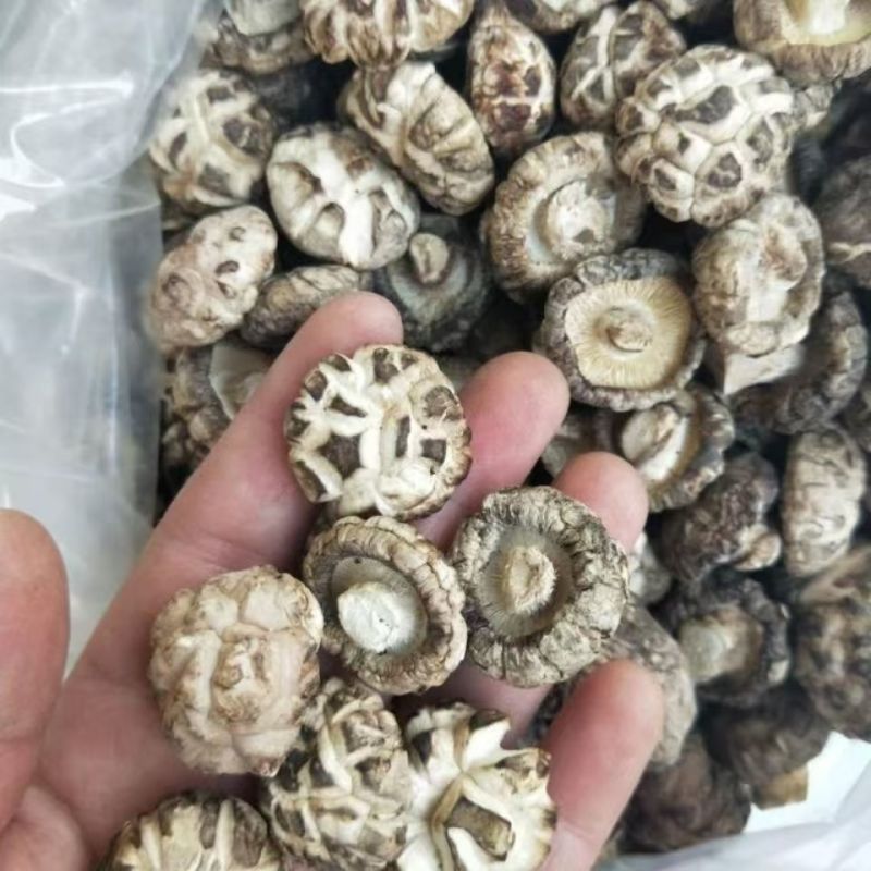 花菇椴木小花菇小花菇云南椴木小花菇批发