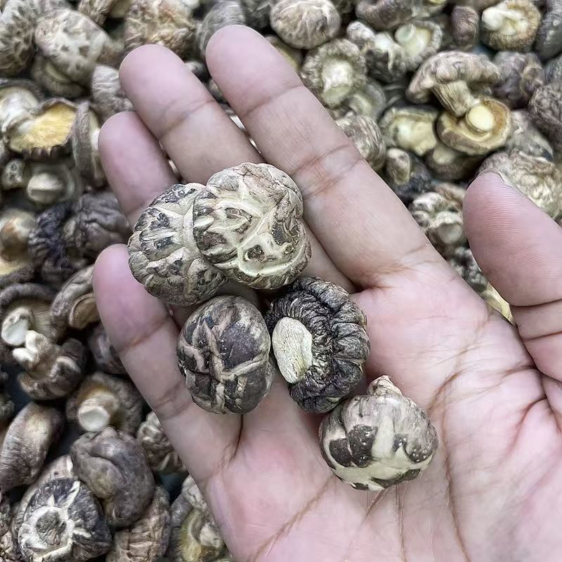 花菇椴木小花菇小花菇云南椴木小花菇批发