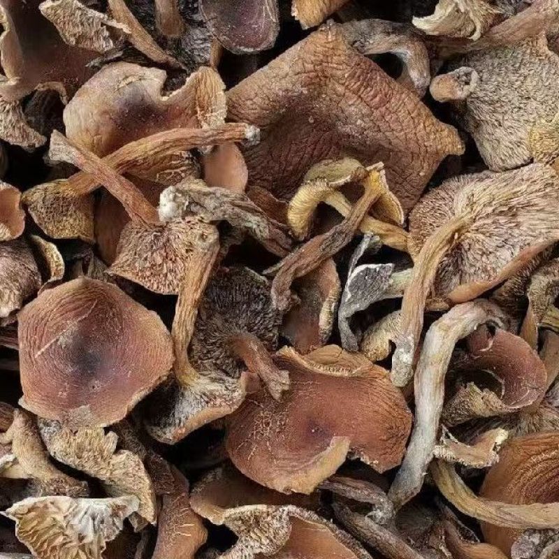 奶浆菌奶浆菌干云南楚雄奶浆菌干批发
