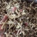 鹿茸菇云南贵州鹿茸菇批发