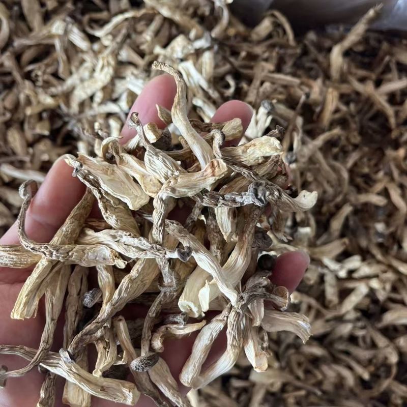 鹿茸菇云南贵州鹿茸菇批发