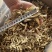 鹿茸菇云南贵州鹿茸菇批发