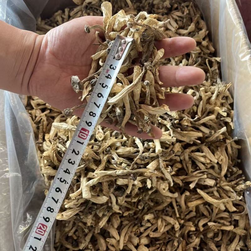 鹿茸菇云南贵州鹿茸菇批发