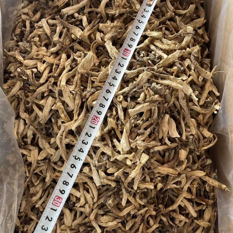 鹿茸菇云南贵州鹿茸菇批发