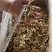 鹿茸菇云南贵州鹿茸菇批发