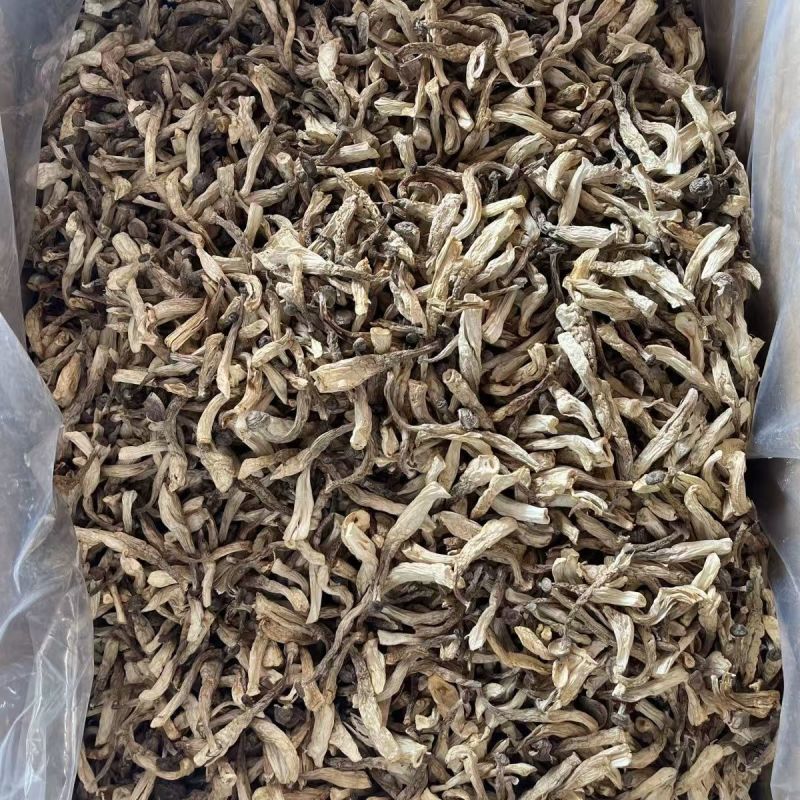 鹿茸菇云南贵州鹿茸菇批发