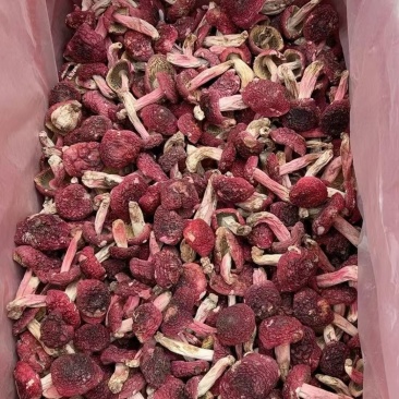 红菇云南红菇红菇云南红菇红菇云南红菇批发