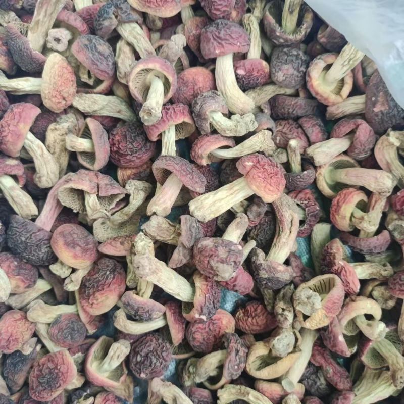 红菇云南红菇红菇云南红菇红菇云南红菇批发