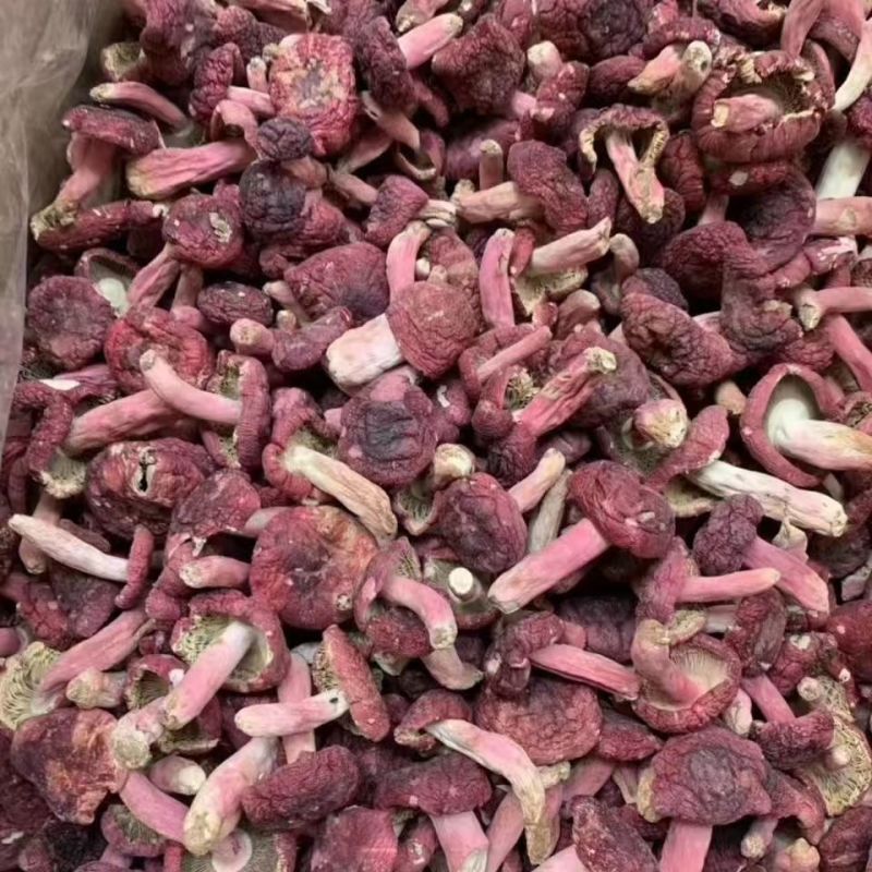 红菇云南红菇红菇云南红菇红菇云南红菇批发