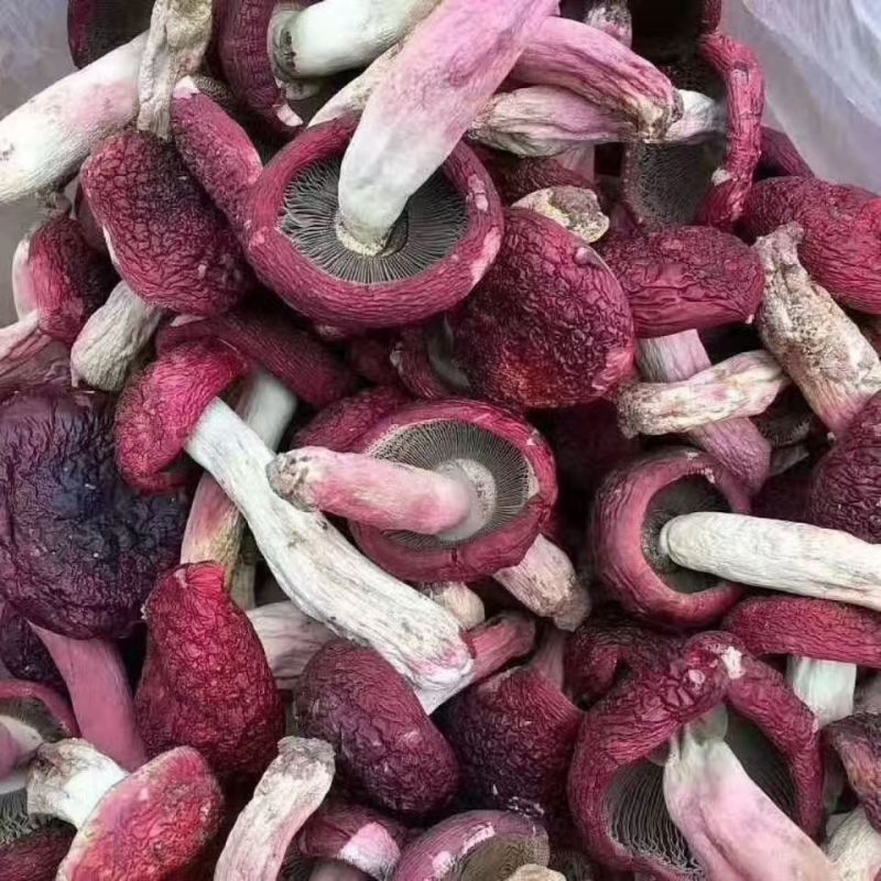 红菇云南红菇红菇云南红菇红菇云南红菇批发