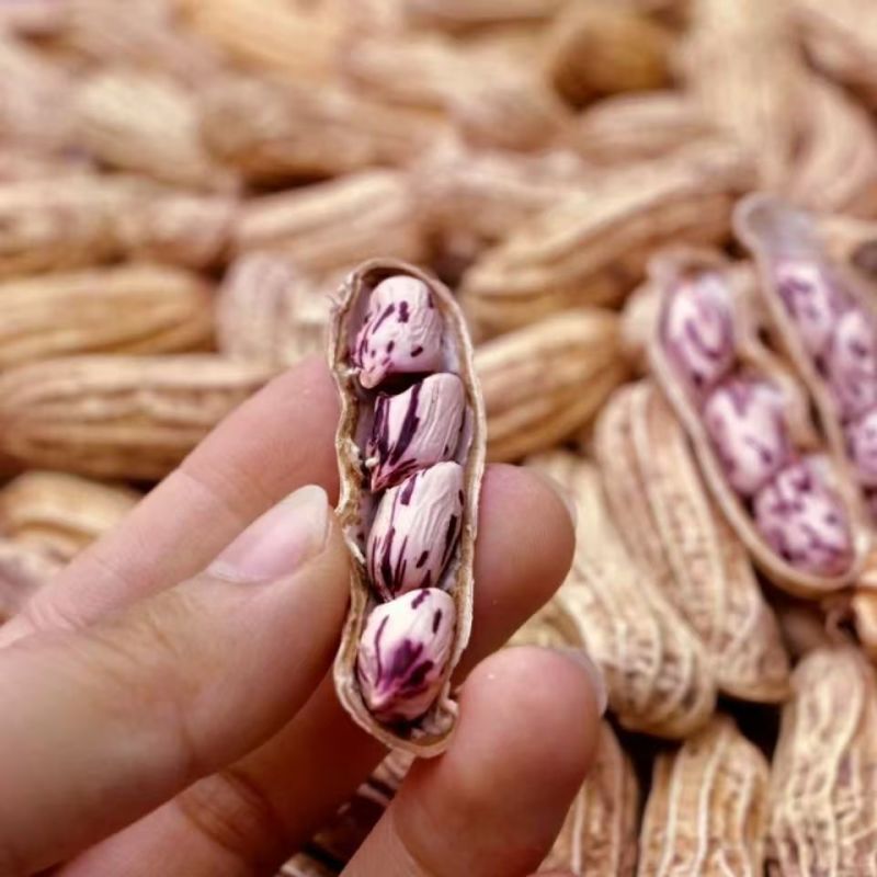 七彩花生云南七彩花生七彩花生干货货批发