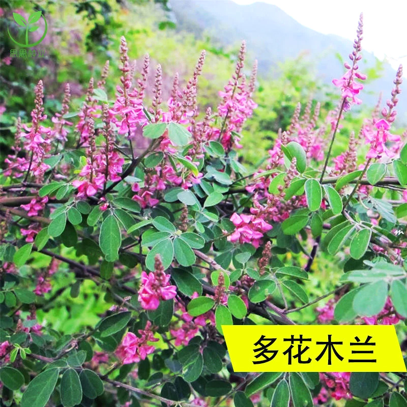 多花木兰种子护坡灌木种子蜜源植物五倍子树种子