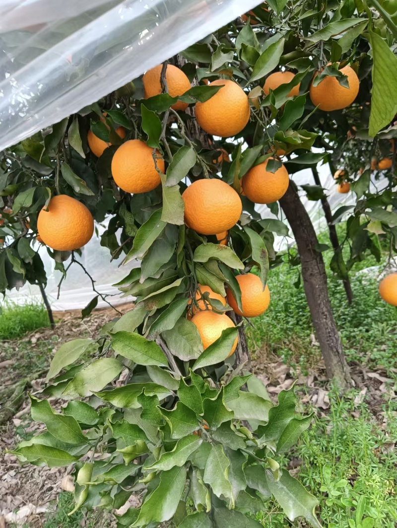 【牛商推荐】四川资阳青见柑桔优质货源品质保证欢迎选购