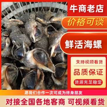 常年批发本地海螺，皮薄肉肥质量保证一手货源，欢迎各位老板