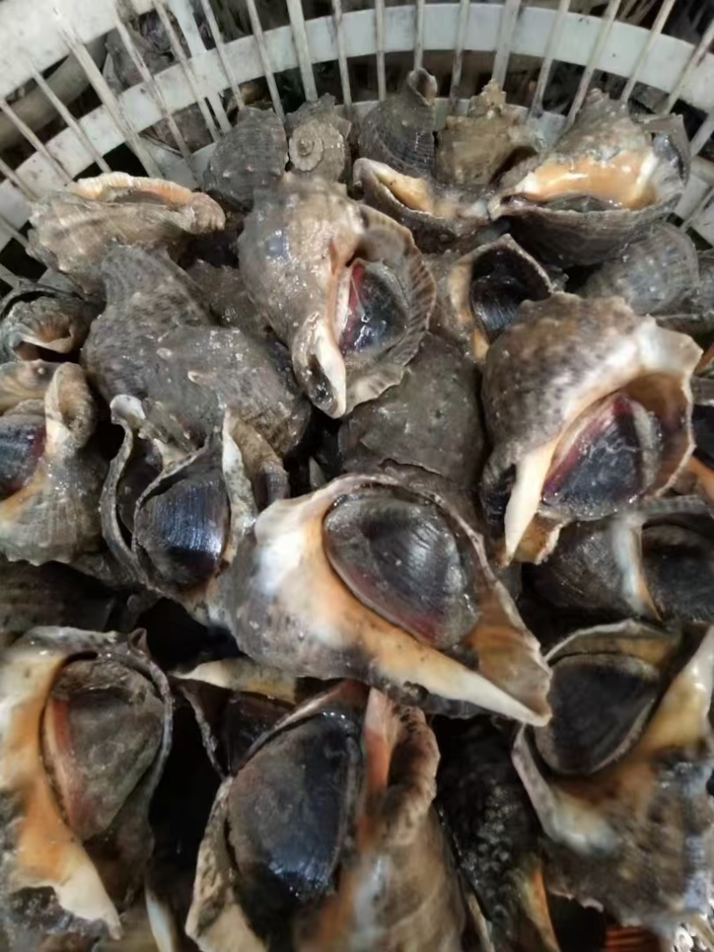 常年批发本地海螺，皮薄肉肥质量保证一手货源，欢迎各位老板