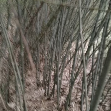 带桠小竹子大量供应价格优惠欢迎来电洽谈品质保证
