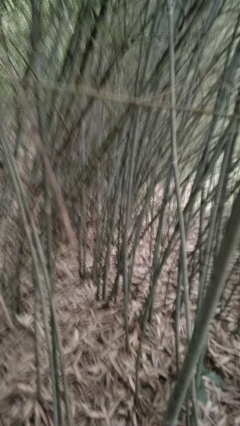 带桠小竹子大量供应价格优惠欢迎来电洽谈品质保证