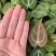 水晶花烛种苗黑丝绒观赏绿植苗圃直发量大从优