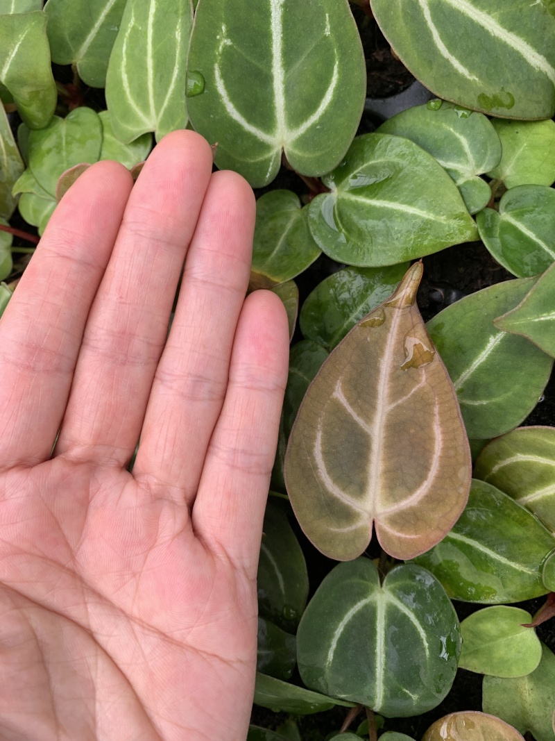 水晶花烛种苗黑丝绒观赏绿植苗圃直发量大从优