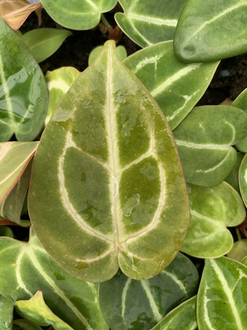 水晶花烛种苗黑丝绒观赏绿植苗圃直发量大从优
