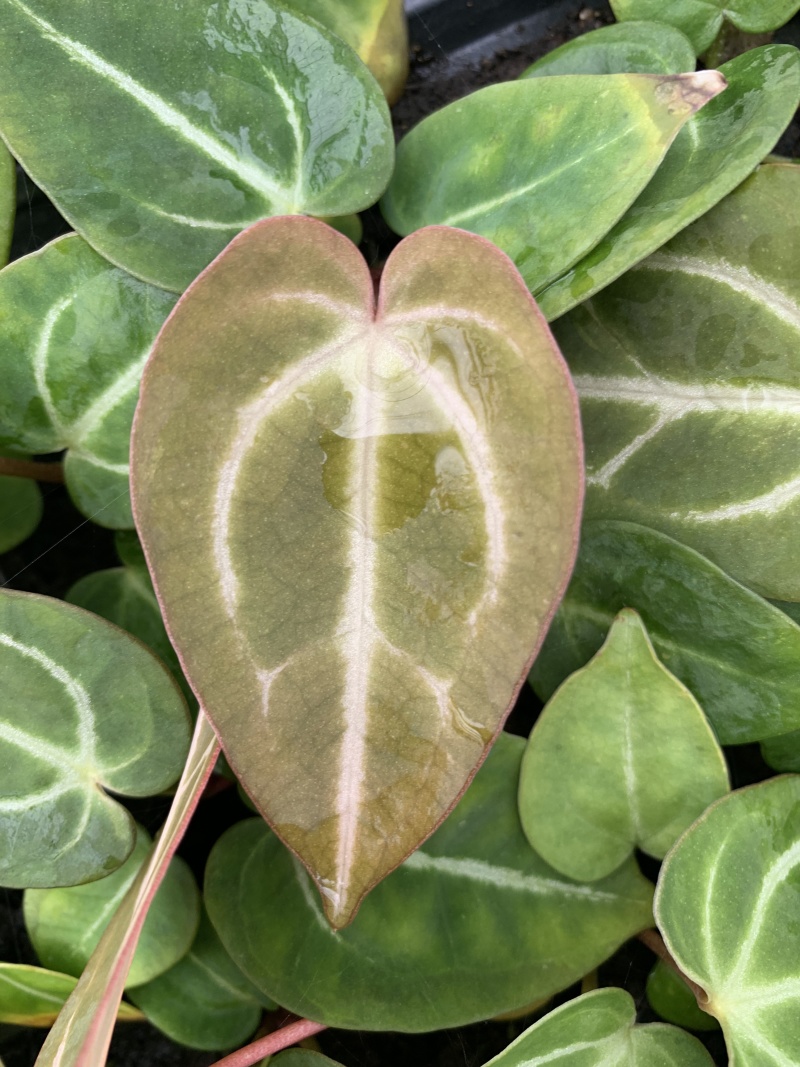 水晶花烛种苗黑丝绒观赏绿植苗圃直发量大从优