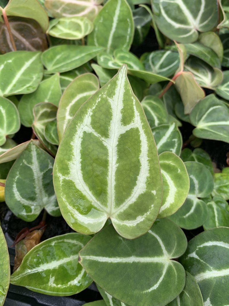 水晶花烛种苗黑丝绒观赏绿植苗圃直发量大从优