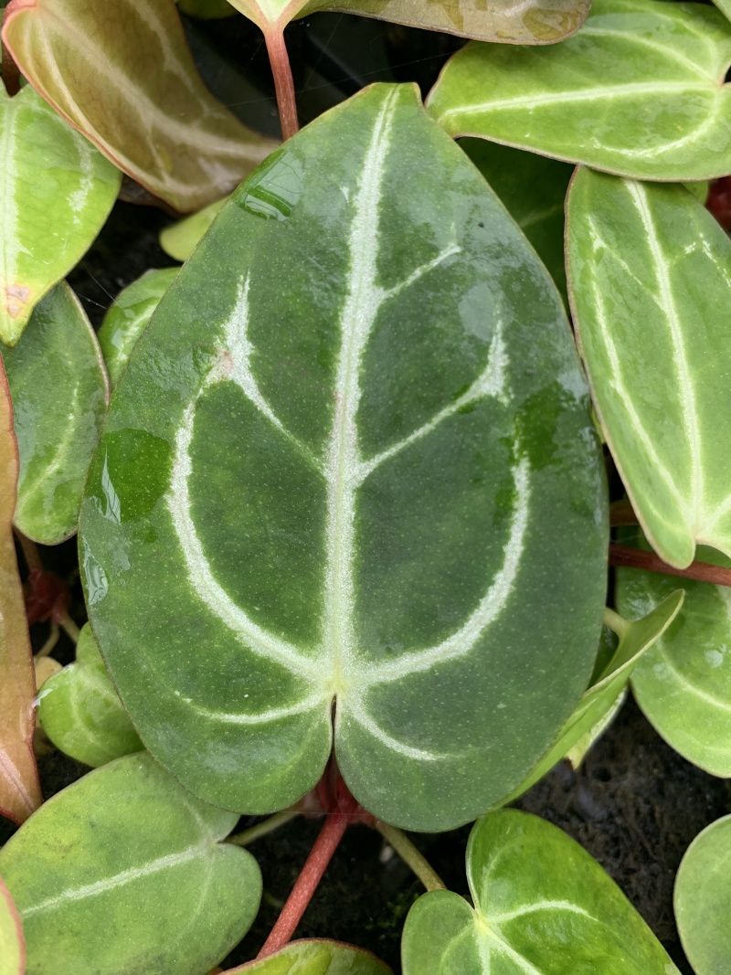 水晶花烛种苗黑丝绒观赏绿植苗圃直发量大从优
