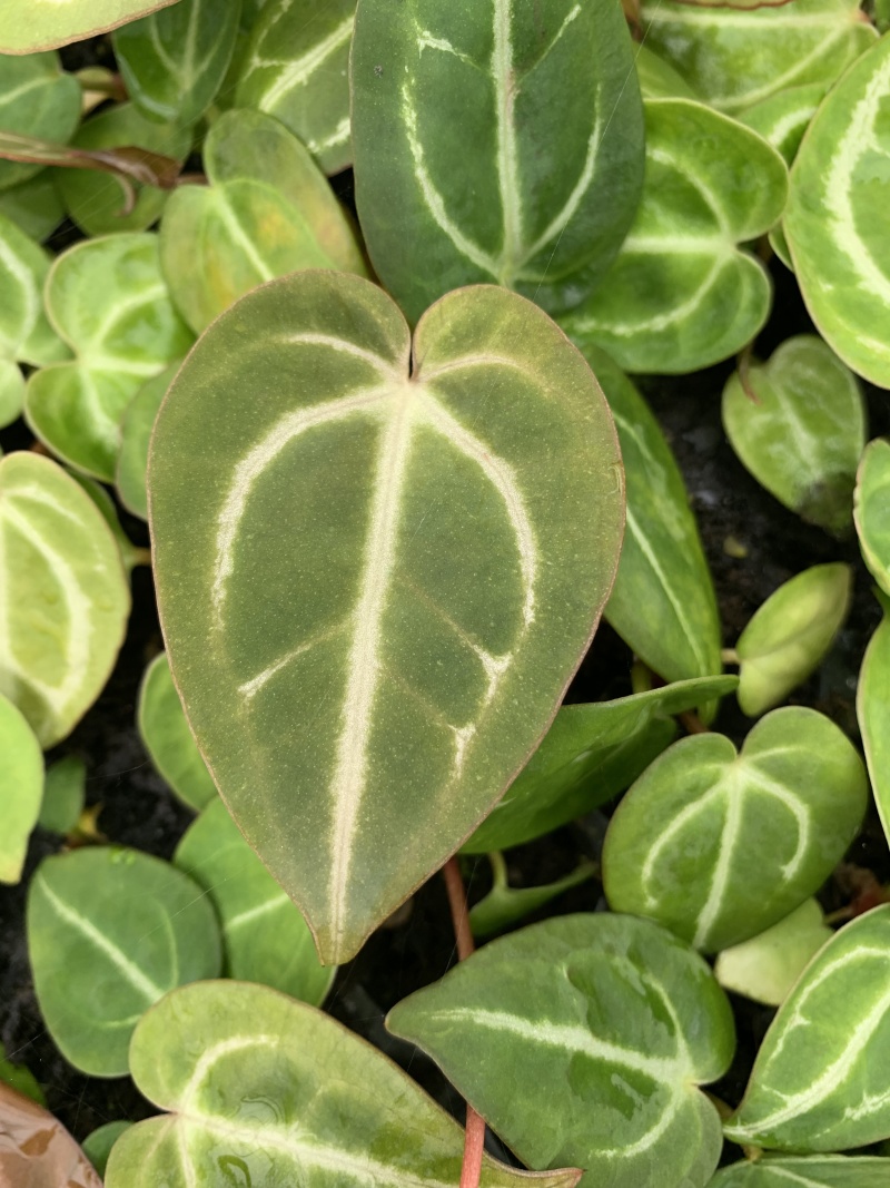 水晶花烛种苗黑丝绒观赏绿植苗圃直发量大从优