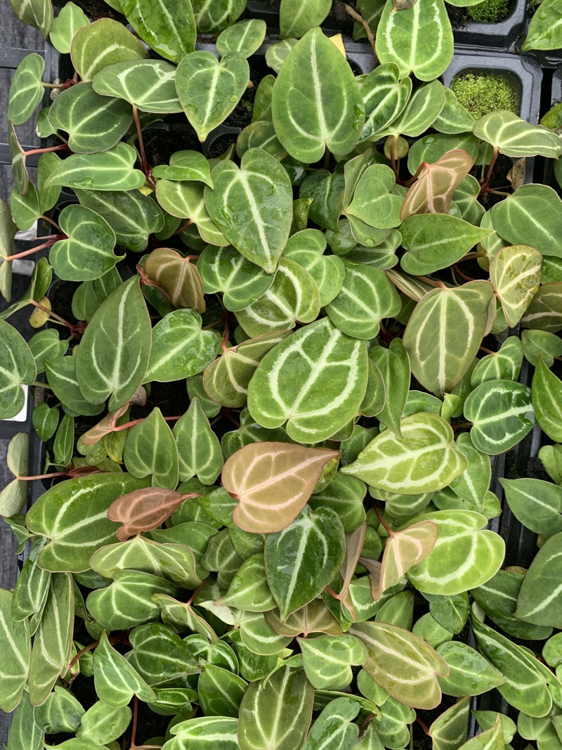 水晶花烛种苗黑丝绒观赏绿植苗圃直发量大从优