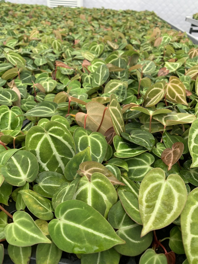 水晶花烛种苗黑丝绒观赏绿植苗圃直发量大从优