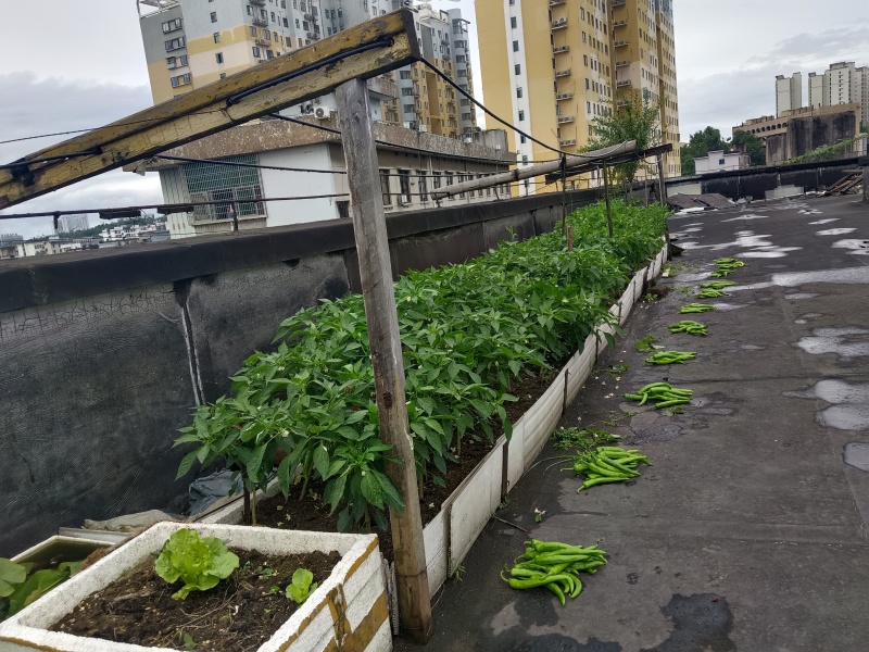 【推荐】营养土有机质各种营养元素可定制厂家直发保水保肥