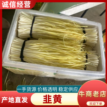 【品质保证】韭黄、韭菜芽，水洗大量有货可视频看货