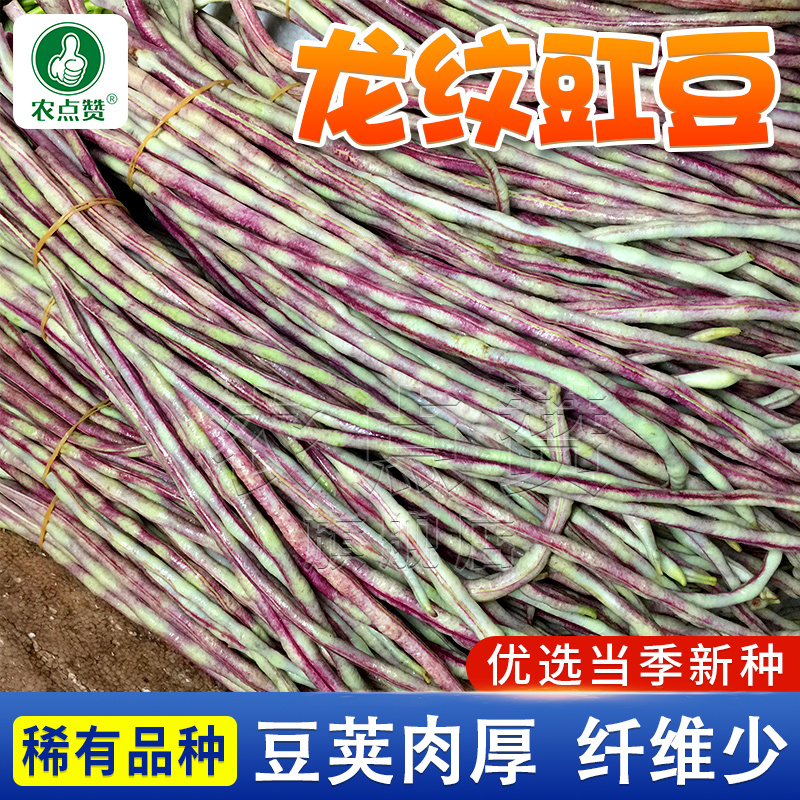 龙纹豇豆-杂交豇豆种子豆荚肉厚纤维少口感好上市早