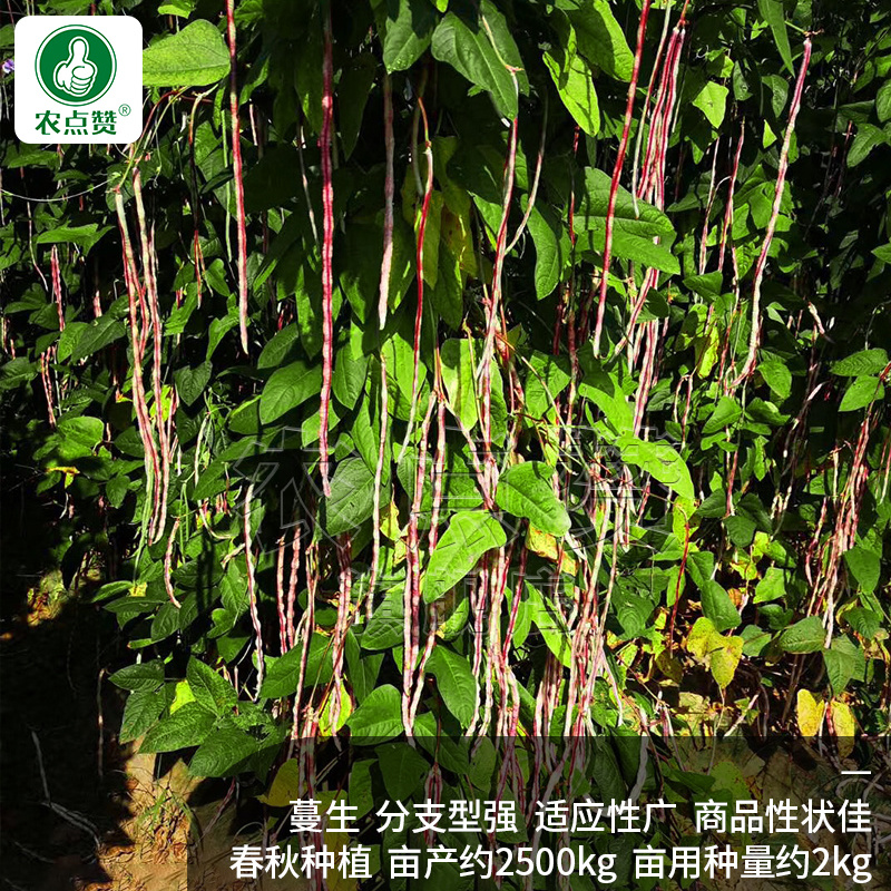 龙纹豇豆-杂交豇豆种子豆荚肉厚纤维少口感好上市早