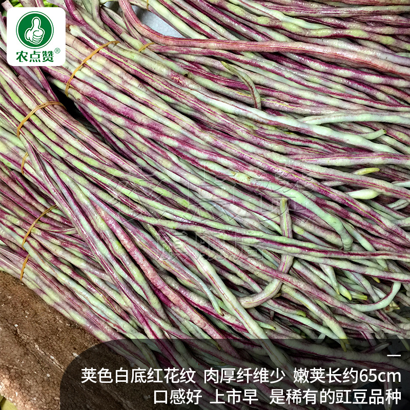 龙纹豇豆-杂交豇豆种子豆荚肉厚纤维少口感好上市早