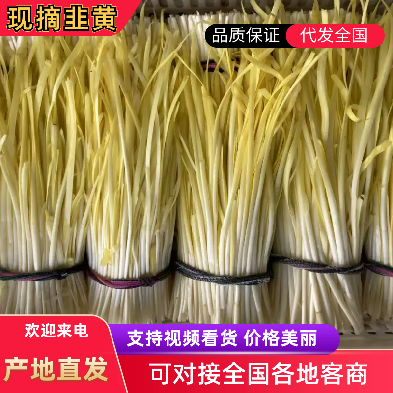 韭黄，韭菜芽，不是蒜黄，韭黄基地，黄金韭，可分拣