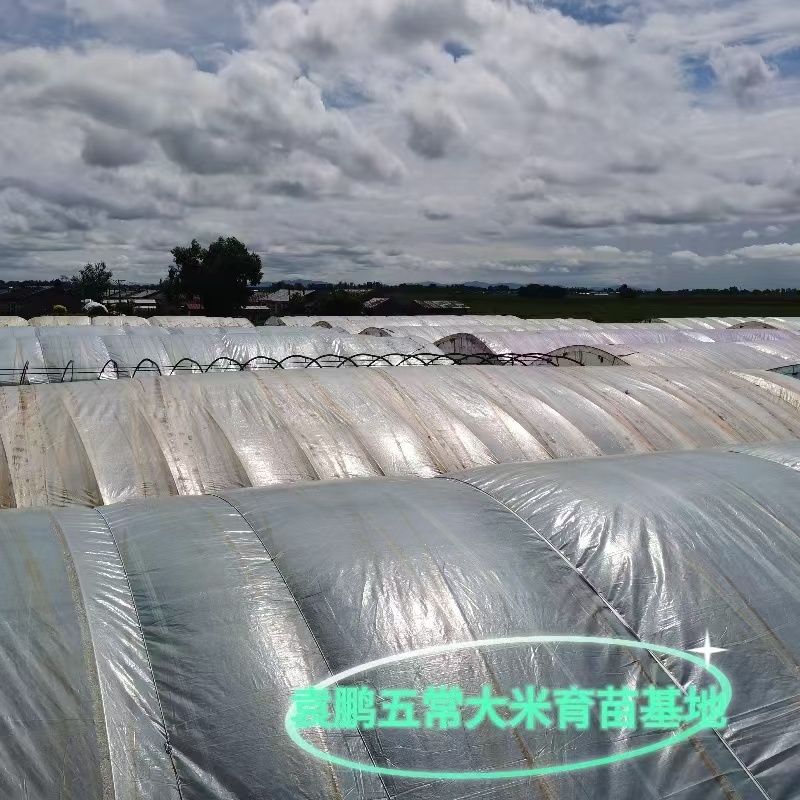 2025新米批发东北大米五常大米稻花香