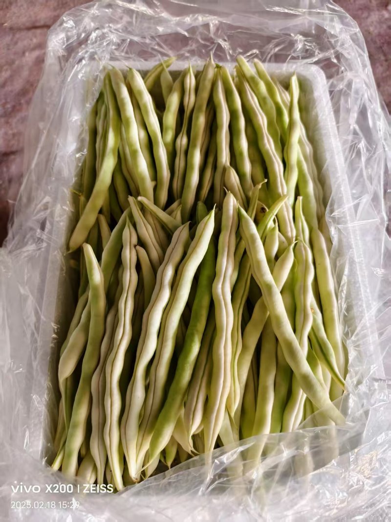 【诚信卖家】芸豆山东日照大量有货产地直发欢迎选购